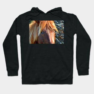 Assateague Pony Eyes Hoodie